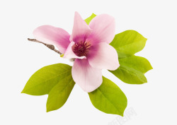 绿色光紫白色香味带绿色叶子的玉兰花瓣高清图片