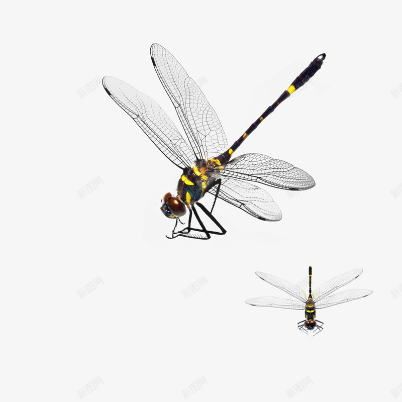 飞翔的蜻蜓png免抠素材_88icon https://88icon.com png图形 png装饰 昆虫 蜻蜓 装饰