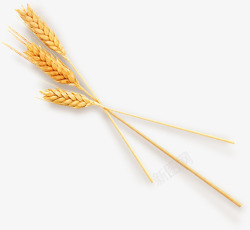 成熟小麦效果图成熟小麦谷物装饰元素高清图片