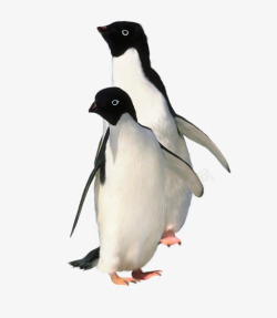 企鹅父子企鹅高清图片