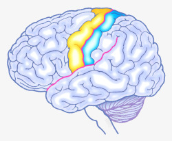 人体器官大脑平面图素材