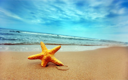 夏季大海创意沙滩海星素材