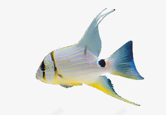 多彩的鱼png免抠素材_88icon https://88icon.com 产品实物 动物 海里动物 热带鱼 白色 观赏鱼 鱼 黄色