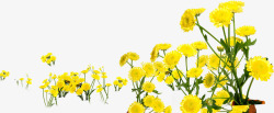 春季黄色小花花海素材