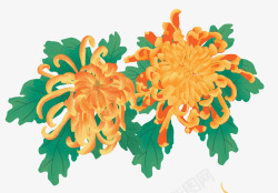 重阳节手绘菊花元素素材