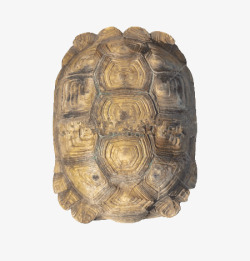 黄色龟壳乌龟千年龟壳高清图片