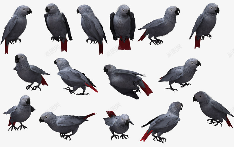 灰色的鸽子站在树上png免抠素材_88icon https://88icon.com 树上 灰色 鸽子
