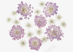 春季紫色花朵素材