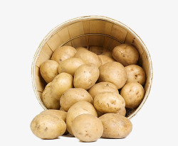 新鲜出土土豆实物图素材