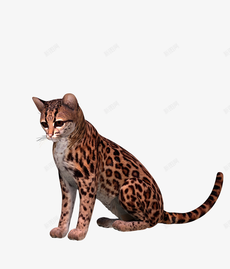 豹猫png免抠素材_88icon https://88icon.com 可爱 哺乳动物 坐 斑 猫 猫科 豹