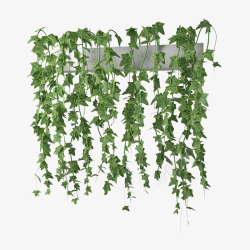一簇阳台绿色藤蔓垂吊植物素材