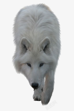 白色的狼素材