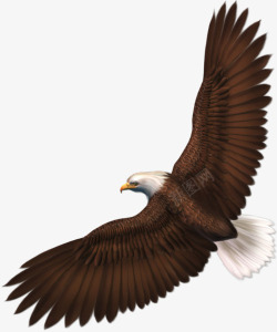 勐禽素材展翅翱翔的老鹰高清图片