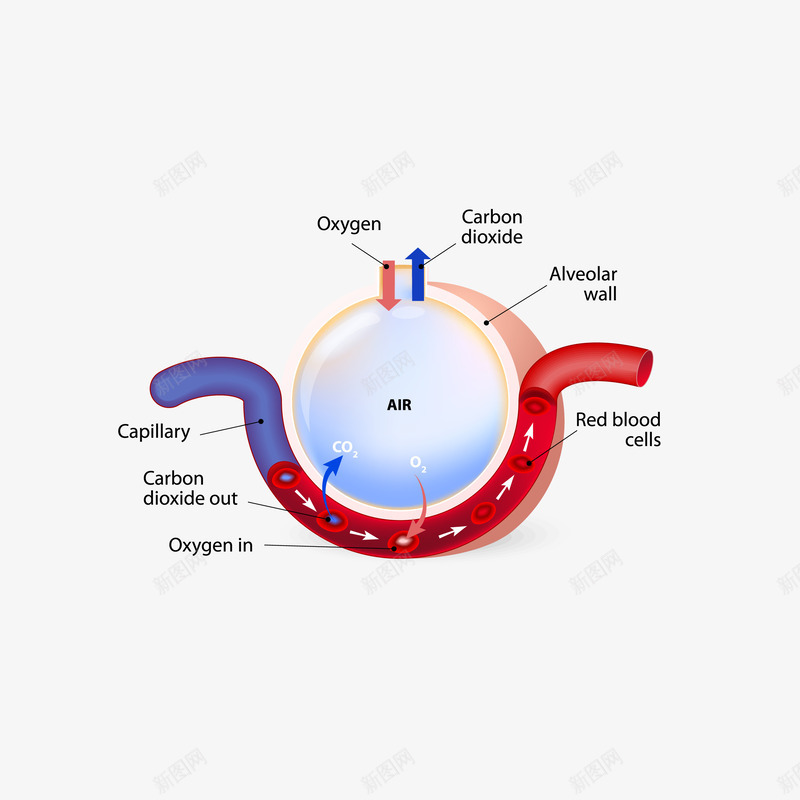 卡通精致人体血管png免抠素材_88icon https://88icon.com 人体血管 医学 医疗 卡通 精致 血管 血管矢量图