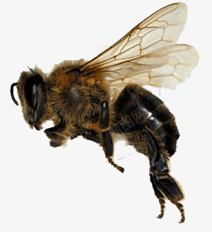 黑蜜蜂png免抠素材_88icon https://88icon.com 蜜蜂 采蜜 黑蜜蜂