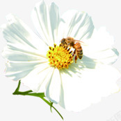 白色淡雅蜜蜂采蜜花朵素材