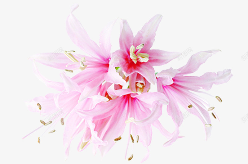 粉色淡雅唯美花朵植物母亲节png免抠素材_88icon https://88icon.com 植物 母亲节 淡雅 粉色 花朵