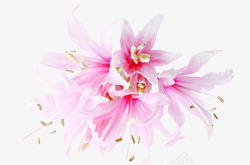 粉色淡雅唯美花朵植物母亲节素材