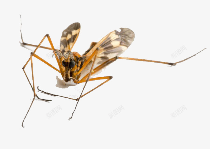 飞行的动物png免抠素材_88icon https://88icon.com 吸血专家 昆虫图片 矢量图片 纤小飞虫