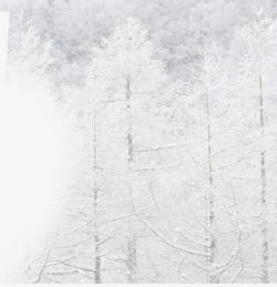 冬天白色的树素材