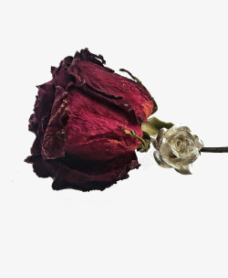 枯萎的玫瑰大红色凋谢的玫瑰花高清图片