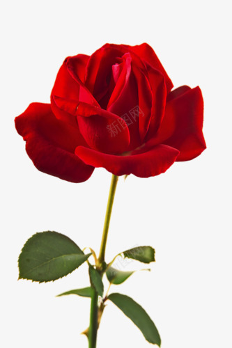 一支红色玫瑰花png免抠素材_88icon https://88icon.com 爱情之花 玫瑰红色 玫瑰花 玫瑰花免抠素材 红色玫瑰