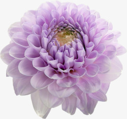 庭院花卉实物紫色大丽花花朵高清图片