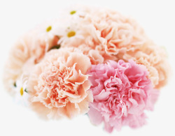 春天粉红色母亲节花朵素材