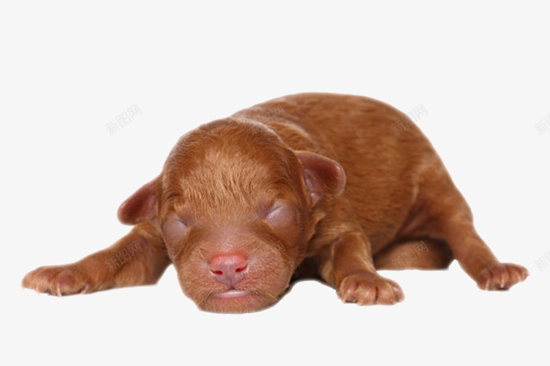 棕色可爱躺着的贵宾犬狗实物png免抠素材_88icon https://88icon.com 人类朋友 免扣 免费下载 动物 宠物 生物 睡觉 躺着 躺着的狗