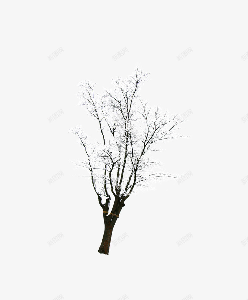 带雪的树png免抠素材_88icon https://88icon.com 冬天的树 带雪的树 树木