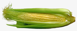 米粒饱满平放饱满玉米粒的有皮玉米高清图片