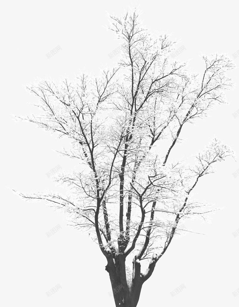 摄影冬天的树木造型png免抠素材_88icon https://88icon.com 冬天 摄影 树木 造型