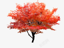红色树红枫树高清图片