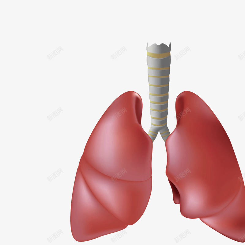 3d肺部假模图png免抠素材_88icon https://88icon.com 人体器官 人体透视图 健康 肺部
