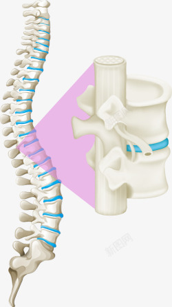 白色骨骼脊柱素材