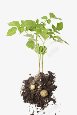 根茎马铃薯苗子高清图片