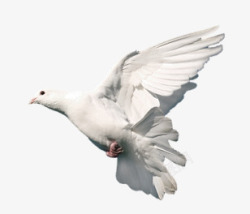 魔术道具白鸽高清图片