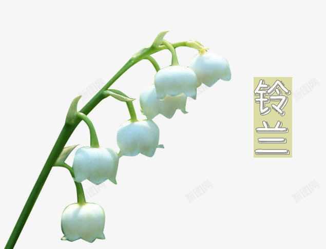 白色铃兰png免抠素材_88icon https://88icon.com 植物 淡雅 白色 素雅