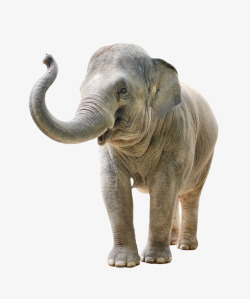 非洲象非洲象高清图片