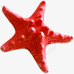 红色贝壳海星效果素材