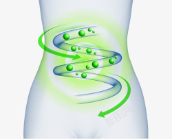 胃png肠道循环高清图片