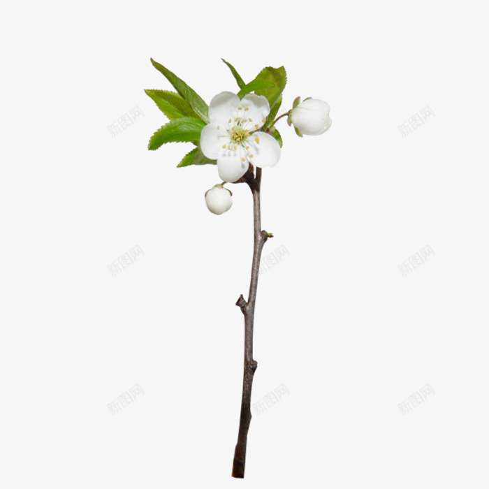 棉花png免抠素材_88icon https://88icon.com 一朵花 冬天的花 叶子 树枝 白色花