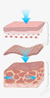 皮肤层结构补水高清图片