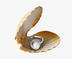 贝壳珍珠首饰素材