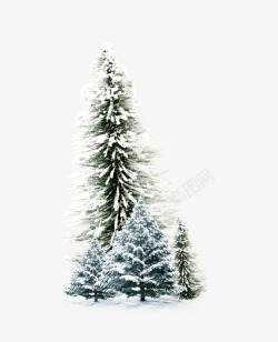 雪天的松树素材