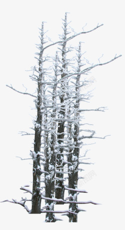 挂雪素材枯树挂雪高清图片