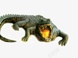 野生爬行动物凶猛的鳄鱼高清图片