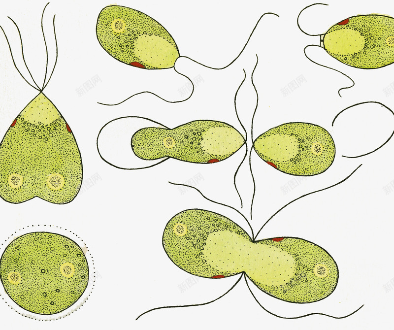 草履虫单细胞生物png免抠素材_88icon https://88icon.com 单细胞生物 生物插图 细胞分裂 草履虫