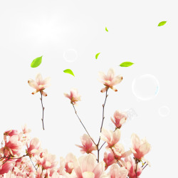 粉色浪漫木兰花素材