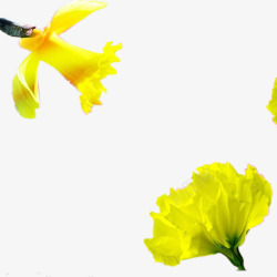 康乃馨花瓣花朵素材
